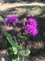 Vernonia greggii