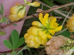 Trifolium aureum