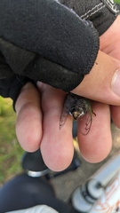 Neotibicen canicularis