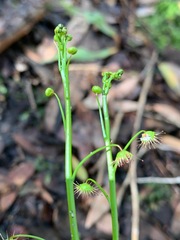 Drosera auriculata