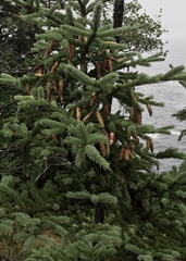 Picea glauca
