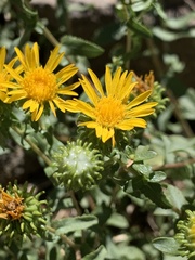 Grindelia squarrosa