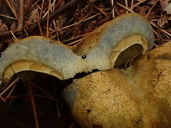 Lactarius chelidonium
