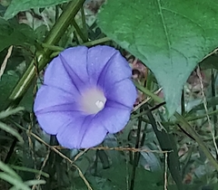 Ipomoea hederacea