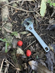 Leratiomyces erythrocephalus