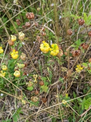 Trifolium aureum