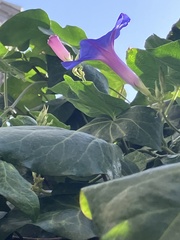 Ipomoea indica