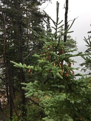 Picea glauca