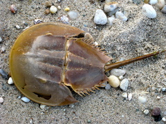 Limulus polyphemus