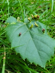 Eriophyes tiliae