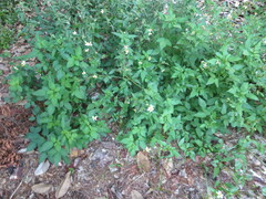 Bidens alba