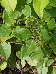 Orthilia secunda