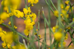 Acacia spinescens