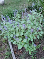 Salvia