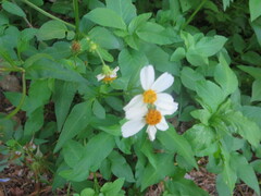 Bidens alba