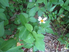 Bidens alba