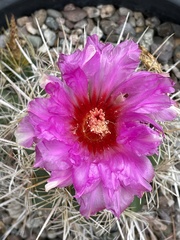 Thelocactus bicolor