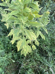 Phytoplasma asteris