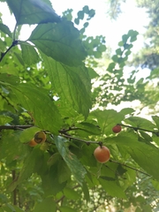 Prunus triloba