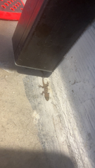 Hemidactylus turcicus