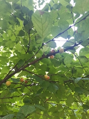 Prunus triloba