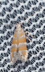 Battaristis vittella