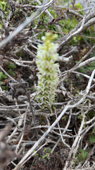 Platanthera elegans
