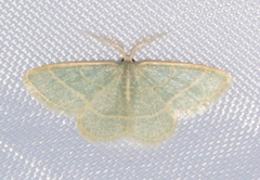 Chlorochlamys appellaria