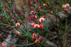 Daviesia brevifolia