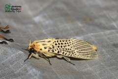 Bergaris lutescens