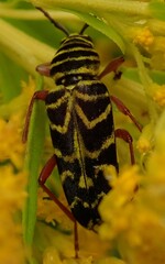 Megacyllene robiniae
