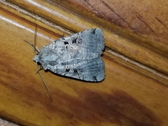 Xestia normanianus