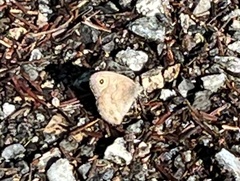 Cercyonis oetus