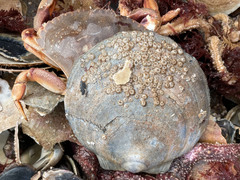 Amphibalanus improvisus