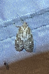 Choristoneura fumiferana