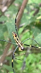 Trichonephila clavata