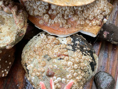 Amphibalanus improvisus