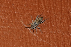 Xylotrechus nauticus