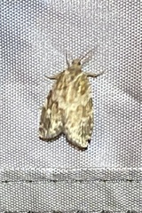 Choristoneura fumiferana