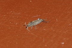 Xylotrechus nauticus