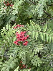 Sorbus