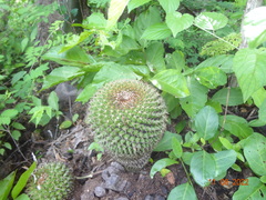 Mammillaria marksiana