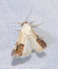 Ponometia elegantula