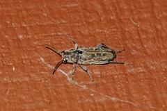 Xylotrechus nauticus