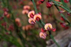 Daviesia brevifolia