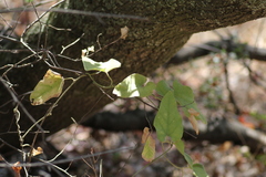 Aristolochia californica