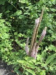 Uraria crinita