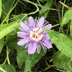 Passiflora incarnata