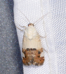 Ponometia elegantula