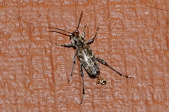 Xylotrechus nauticus